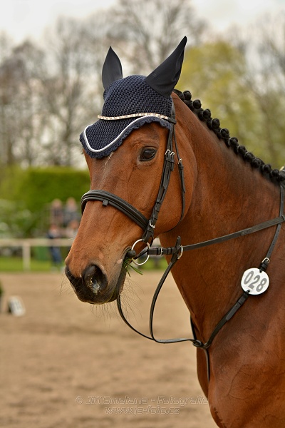 Skoková soutěž stupně „ZL“, bez rozeskakování