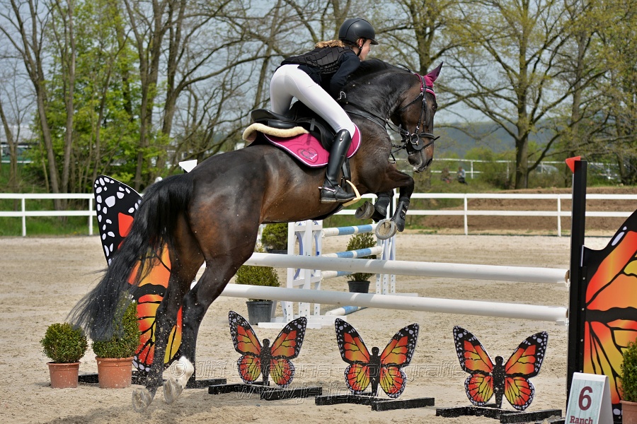 Skoková soutěž stupně „ZL“ na čas