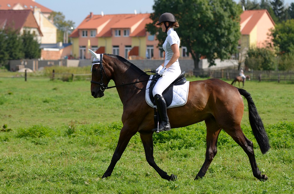Hobby drezurní závody Dobřany 2011, Soutěž st. „ Z2 