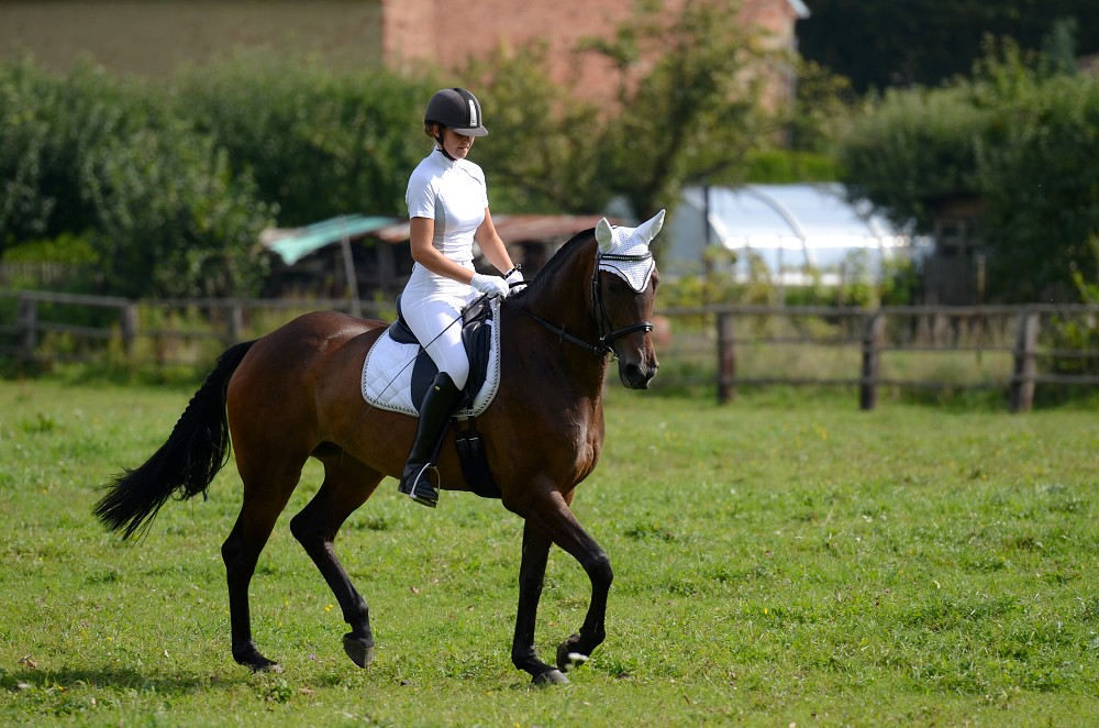 Hobby drezurní závody Dobřany 2011, Soutěž st. „ Z2 