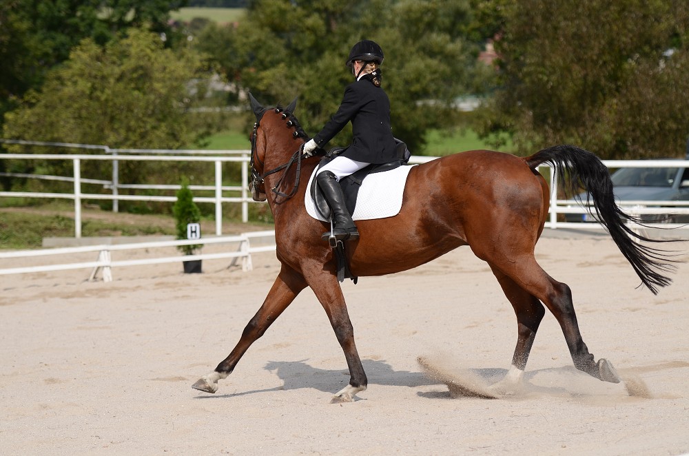 Hobby drezurní závody Dobřany 2011, Soutěž st. „ Z2 