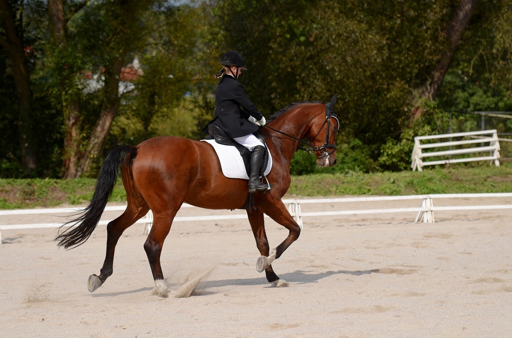 Hobby drezurní závody Dobřany 2011, Soutěž st. „ Z2 