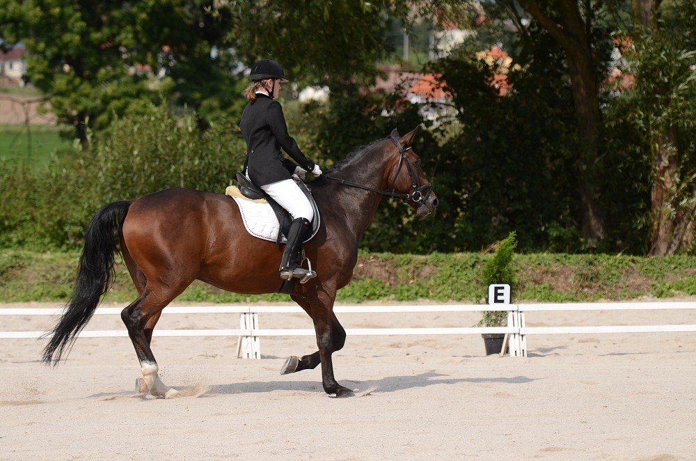 Hobby drezurní závody Dobřany 2011, Soutěž st. „ Z2 