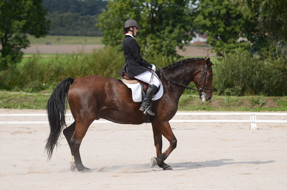 Hobby drezurní závody Dobřany 2011, Soutěž st. „ Z2 