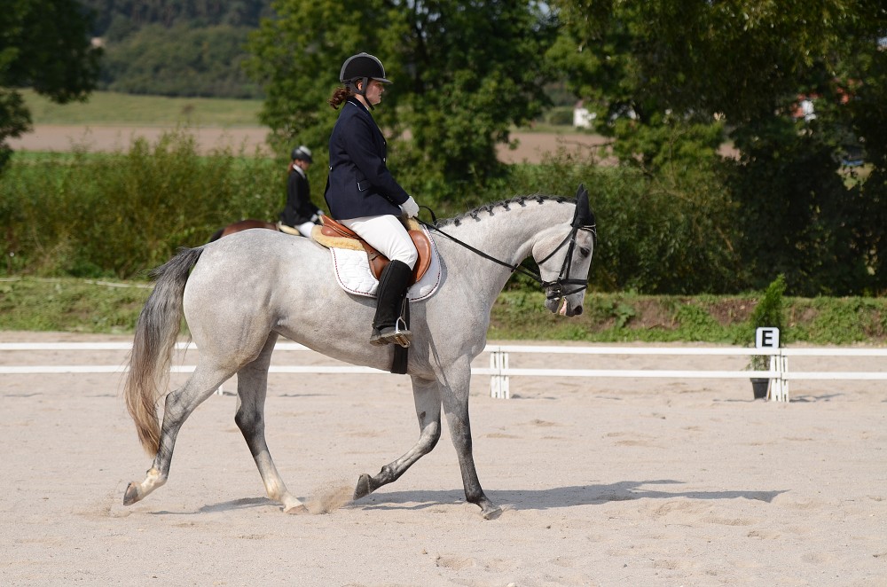 Hobby drezurní závody Dobřany 2011, Soutěž st. „ Z2 