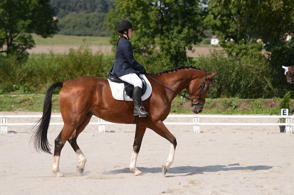 Hobby drezurní závody Dobřany 2011, Soutěž st. „ Z2 