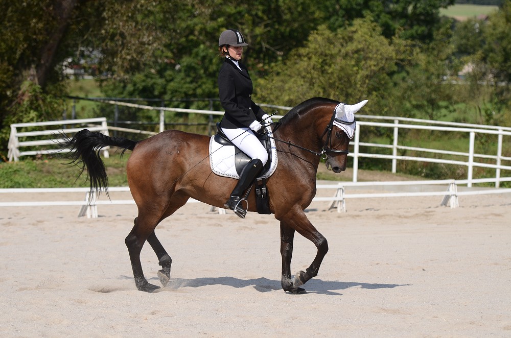 Hobby drezurní závody Dobřany 2011, Soutěž st. „ Z2 