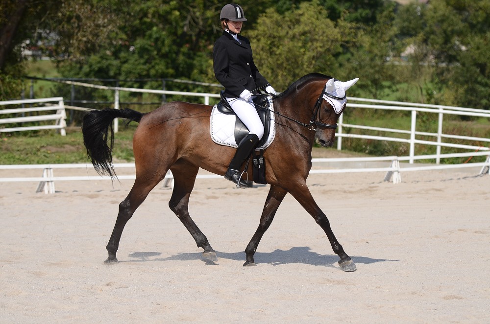 Hobby drezurní závody Dobřany 2011, Soutěž st. „ Z2 