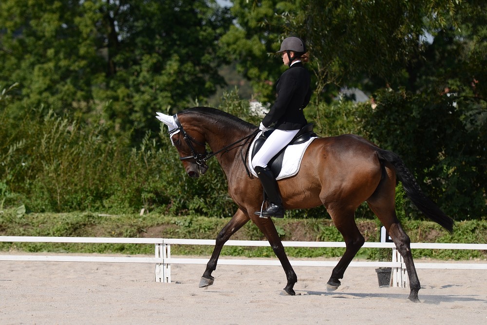 Hobby drezurní závody Dobřany 2011, Soutěž st. „ Z2 