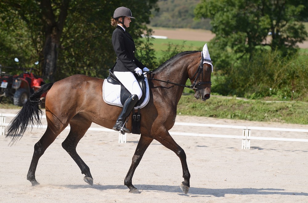 Hobby drezurní závody Dobřany 2011, Soutěž st. „ Z2 