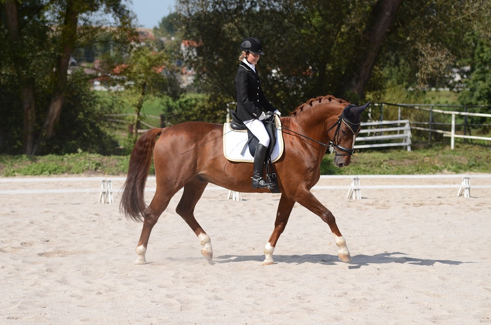 Hobby drezurní závody Dobřany 2011, Soutěž st. „ Z2 