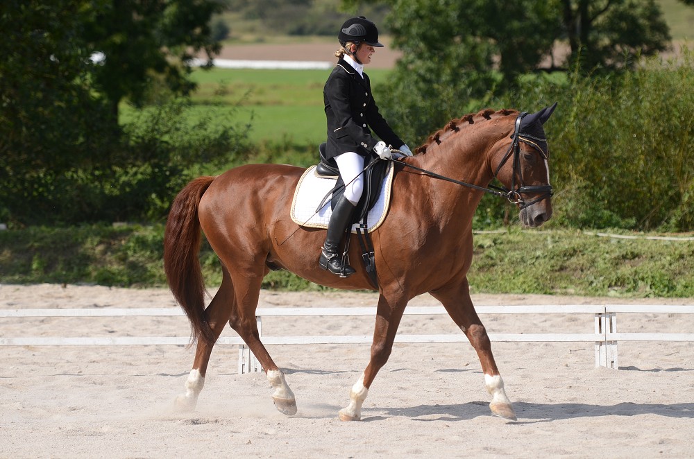 Hobby drezurní závody Dobřany 2011, Soutěž st. „ Z2 