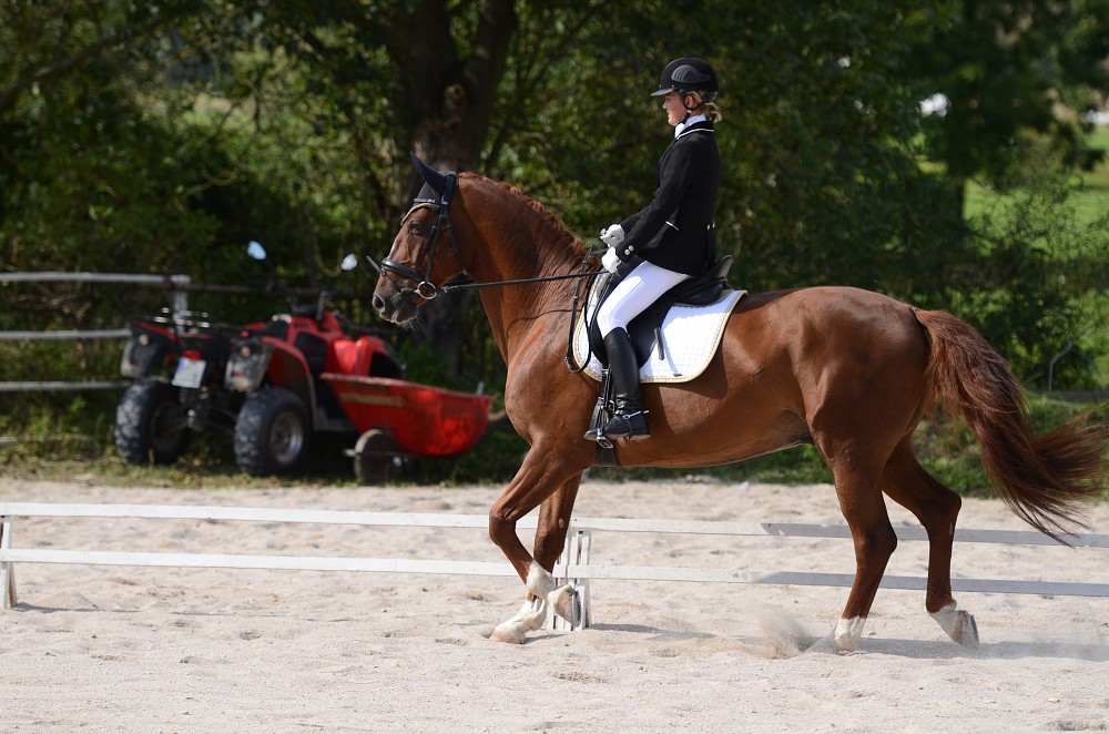 Hobby drezurní závody Dobřany 2011, Soutěž st. „ Z2 