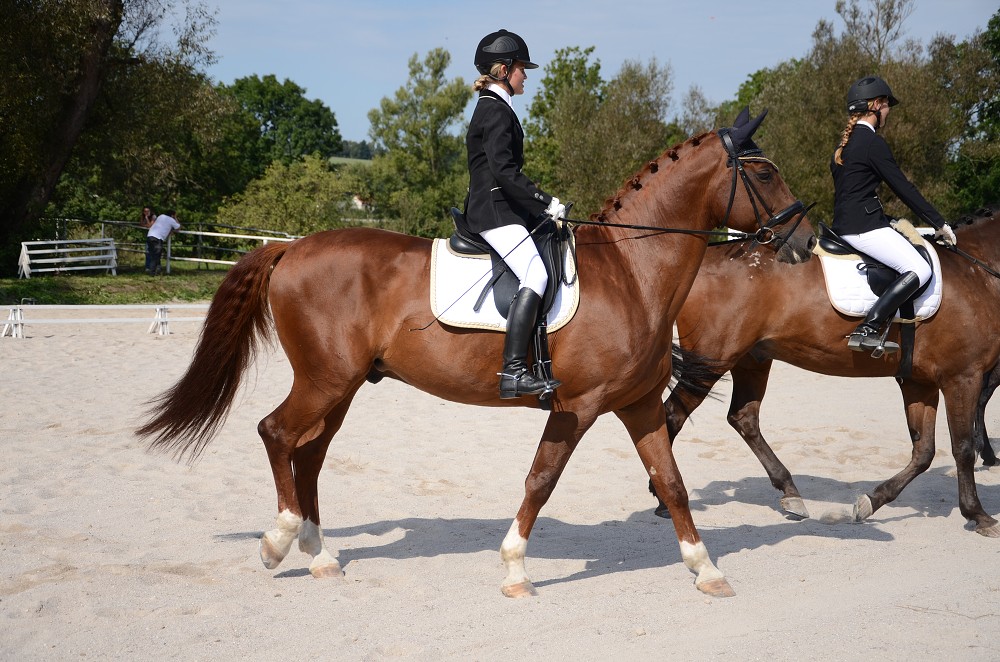 Hobby drezurní závody Dobřany 2011, Soutěž st. „ Z2 